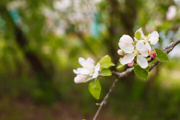 apple branch of a flowering tree. tree in bloom