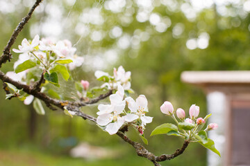 apple branch of a flowering tree. tree in bloom