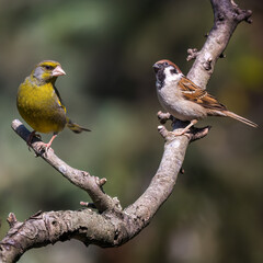 European greenfinch and Sparrow
