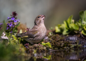 Thirst quencher - European greenfinch
