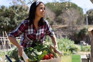 Beautiful latin woman picking vegetables from the garden in a sunny day 