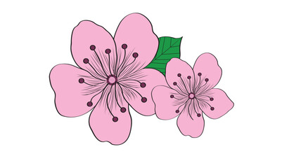 Cherry Blossom Flower