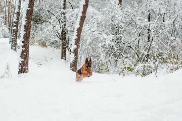 German shepherd running in a snowy winter pine forest