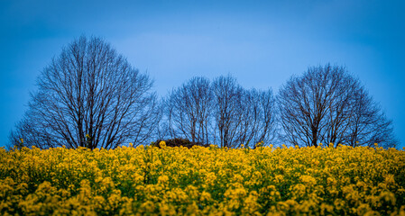 yellow rapeseed field with trees and blue skies