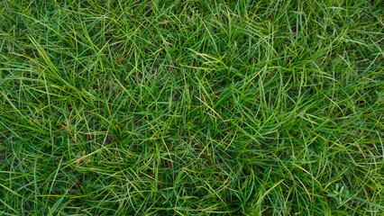 Beautiful background of green grass. Green grass field.