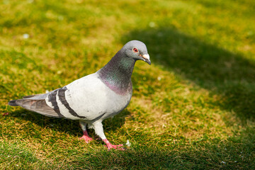Fototapeta premium Round and cute big pigeon in outdoor park