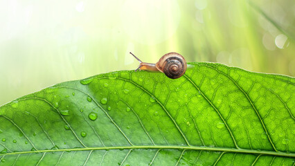 little snail on mango leaf with water drop in the morning light