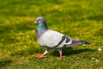 Round and cute big pigeon in outdoor park