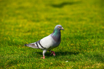 Round and cute big pigeon in outdoor park