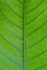Obraz na płótnie Canvas green leaf background