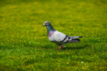 Round and cute big pigeon in outdoor park
