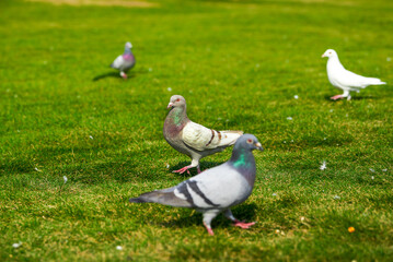 Round and cute big pigeon in outdoor park