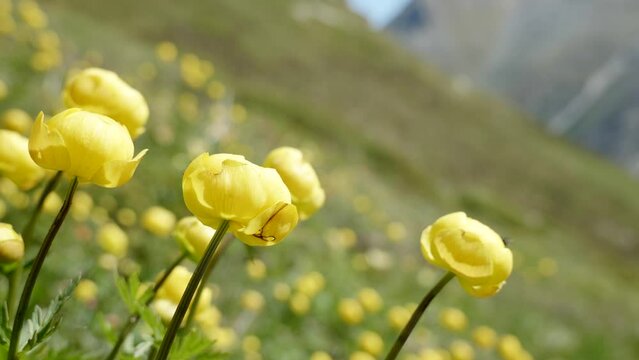 handheld view of alpine flowers in the swiss mountains alps
