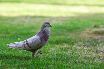 Round and cute big pigeon in outdoor park