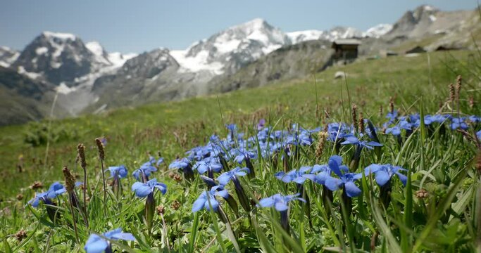 handheld view of alpine flowers in the swiss mountains alps