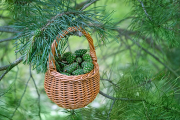 spring young green pine cones in basket on natural forest background. young pine tree cones picking...