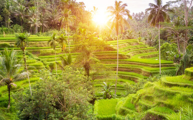 Lush rice fields plantation on Bali island, Indonesia