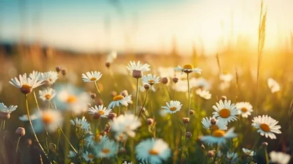 Fotobehang Natural colorful panoramic landscape with many wild flowers of daisies against blue sky. AI generative © SANGHYUN