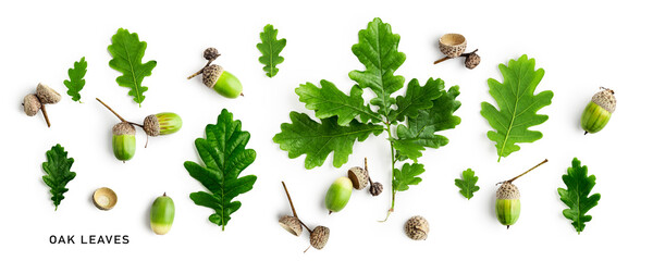 Oak leaves and acorns collection isolated on white background.