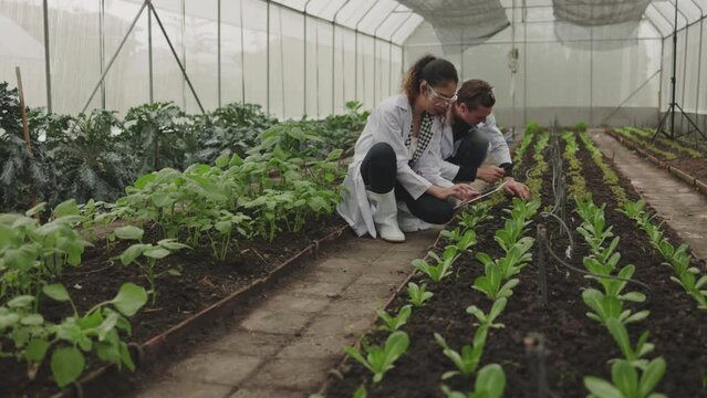 Two agricultural scientists using tablet to research plants in greenhouse