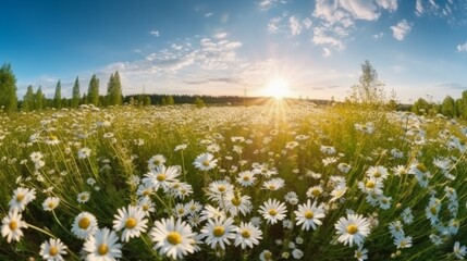Natural colorful panoramic landscape with many wild flowers of daisies against blue sky. AI generative
