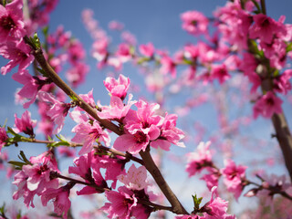 Obraz na płótnie Canvas peach blossom on a sunny day in springtime