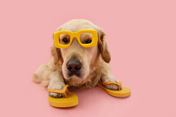 Portrait puppy dog summer. Golden retriever wearing yellow sunglasses and flip flops liyng down....