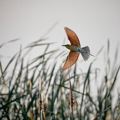 Chestnut-headed Bee-eater flying above the swamp, fully spread the wings