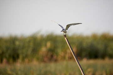 White Whiskered tern  flying above the swamp.