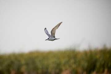 White Whiskered tern  flying above the swamp.