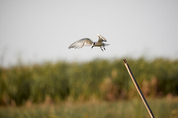 White Whiskered tern  flying above the swamp.