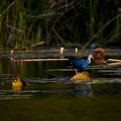 Purple swamphen flying above the swamp