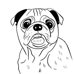 Vector sketch hand drawn pug puppy, doodle style with black lines
