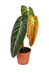Tropical 'Philodendron Melanochrysum' houseplant with new golden leaf in flower pot  © Firn