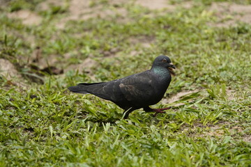 City doves or City pigeons (Columba livia f. domestica) in Park Cocó, Fortaleza – Brazil.