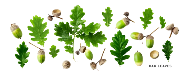 Fotobehang Oak leaves and acorns. Green oak leaves set. PNG isolated with transparent background. Flat lay, top view. Without shadow. © ifiStudio