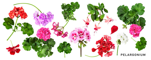 Geranium flowers. Beautiful colorful pelargonium and leaves set. PNG isolated with transparent...