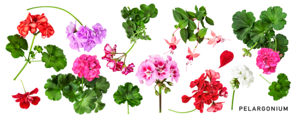Geranium flowers. Beautiful colorful pelargonium and leaves set. PNG isolated with transparent background. Flat lay, top view. Without shadow.