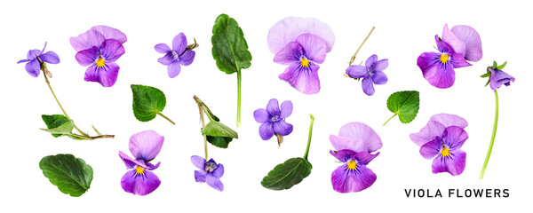 Viola pansy flower. Beautiful spring flowers and leaves set. PNG isolated with transparent background. Flat lay, top view. Without shadow.