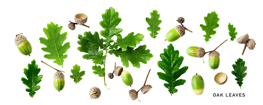 Oak leaves and acorns. Green oak leaves set. PNG isolated with transparent background. Flat lay, top view. Without shadow.