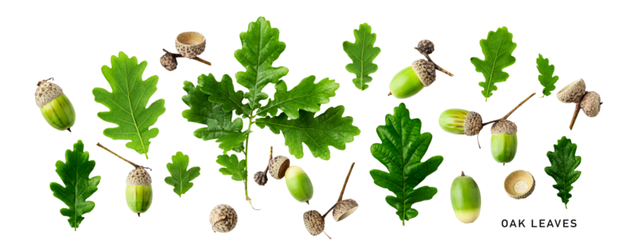 Oak leaves and acorns. Green oak leaves set. PNG isolated with transparent background. Flat lay, top view. Without shadow.