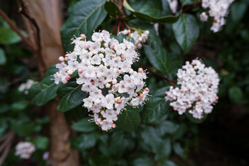 Viburnum tinus, Laurestine or Durillo flowering shrub branch