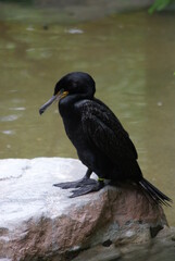 Great Cormorant