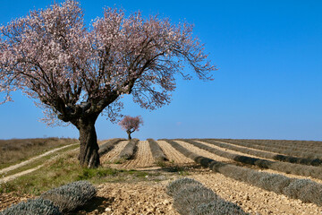Amandiers en fleurs à Valensole