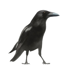crow with style hand drawn digital painting illustration