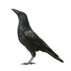 crow with style hand drawn digital painting illustration
