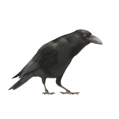 crow with style hand drawn digital painting illustration