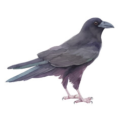crow with style hand drawn digital painting illustration