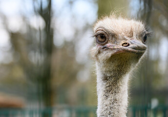 Emu ostrich portrait. Great birds - the ostrich