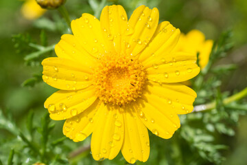 Corn marigold yellow flower, Glebionis Segetum